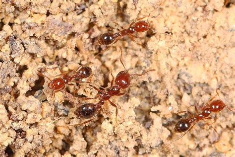 red fire ants uk